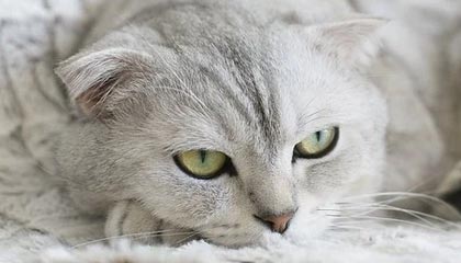 开云全站-摩纳哥后防线再添新分，球队稳扎稳打期待更上一层楼，摩纳哥球队是哪个国家