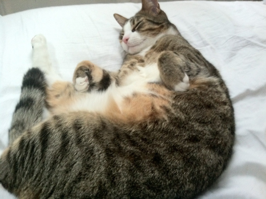 开云体育视频直播-AI引擎赋能：智能测评、战术分析助推专业化发展，ai引擎是干什么的