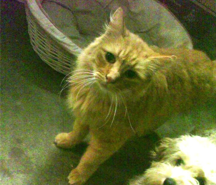 kaiyun登录入口-_夜空星舞跑：月色下的浪漫运动体验_，舞夜星空简介