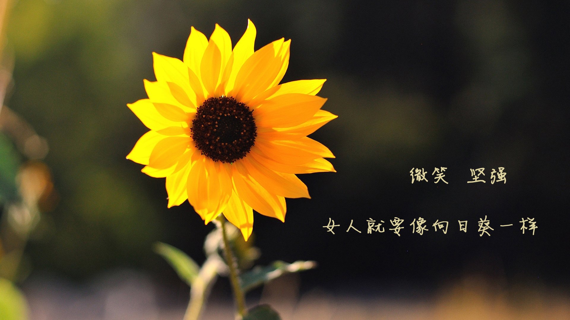 开云·体育官网-_骑士队新秀崭露头角，球队未来可期_，骑士 新秀