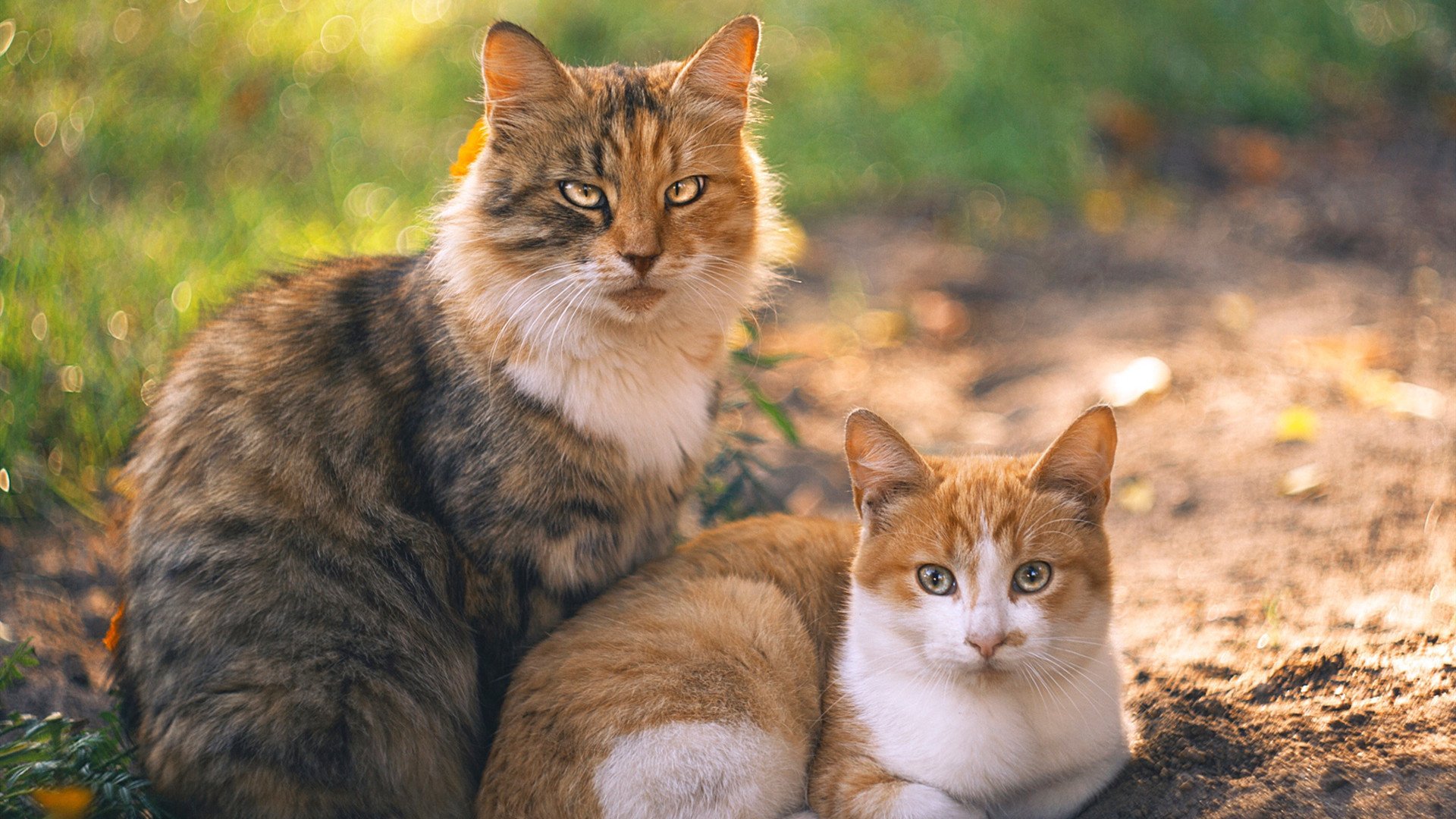 Kaiyun APP-《2025年《和平精英》版本大改，新增载具与地图》，和平精英新版本改了什么