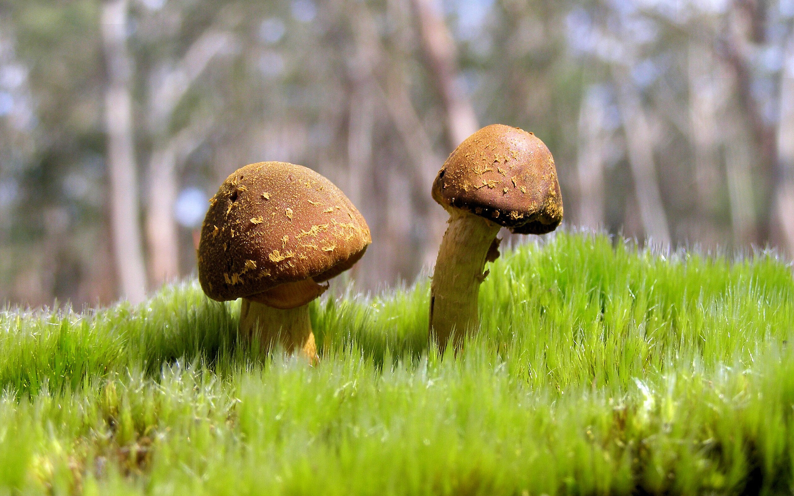 开云下载-【奥沙利文】传奇球手的复出之路，战术打法全面解析，奥沙利文的击球动作