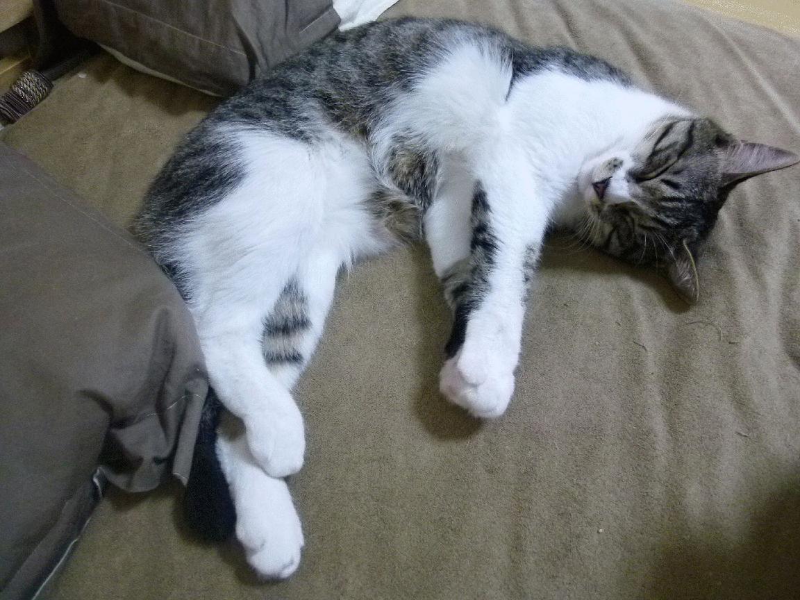 开云网站-意甲坚固防线：防守反击战术成取胜关键，意大利足球防守反击打法