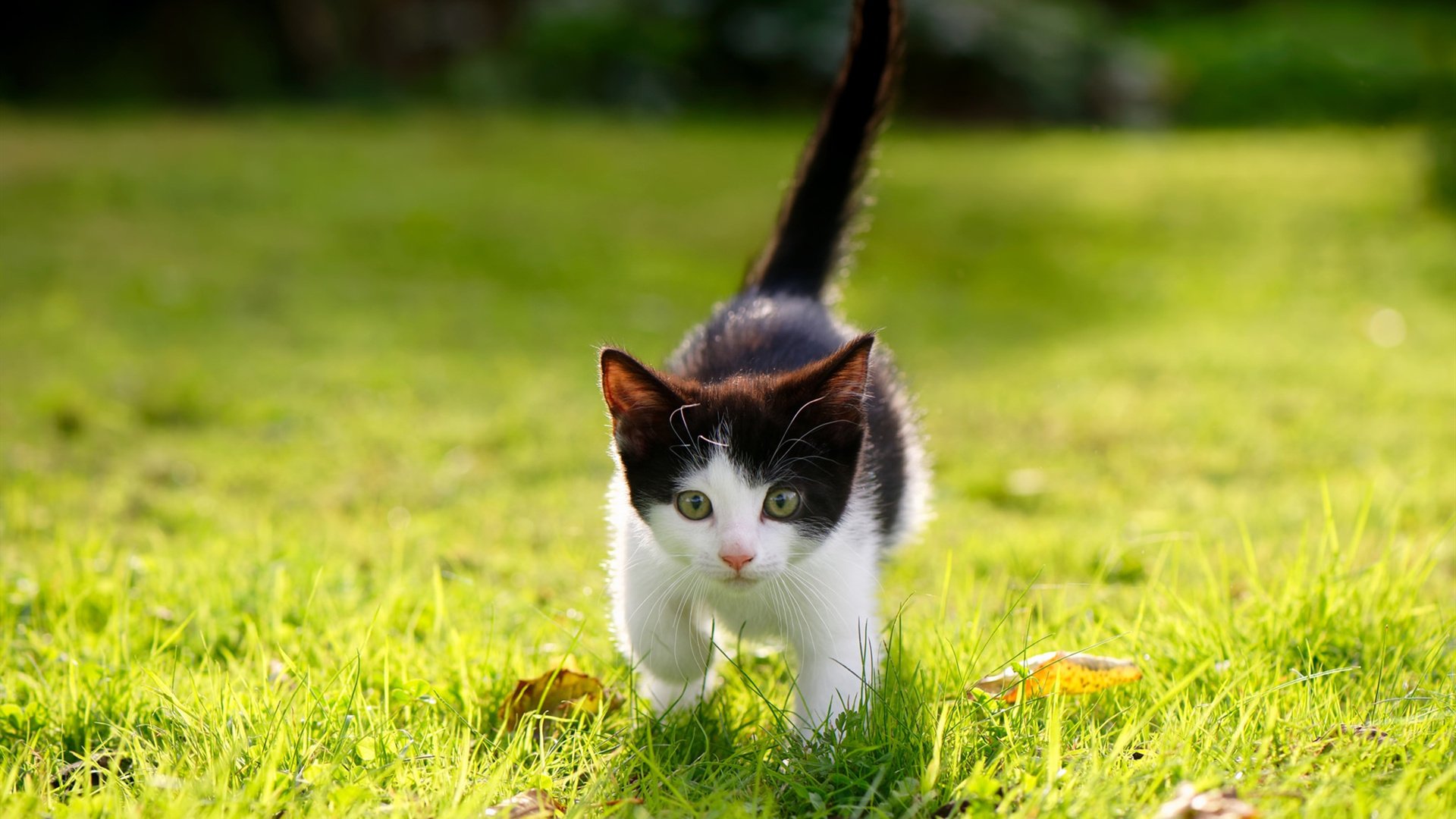 KAIYUNAPP-极端环境之战：高海拔、荒漠、冰雪的多重考验，极端环境生物