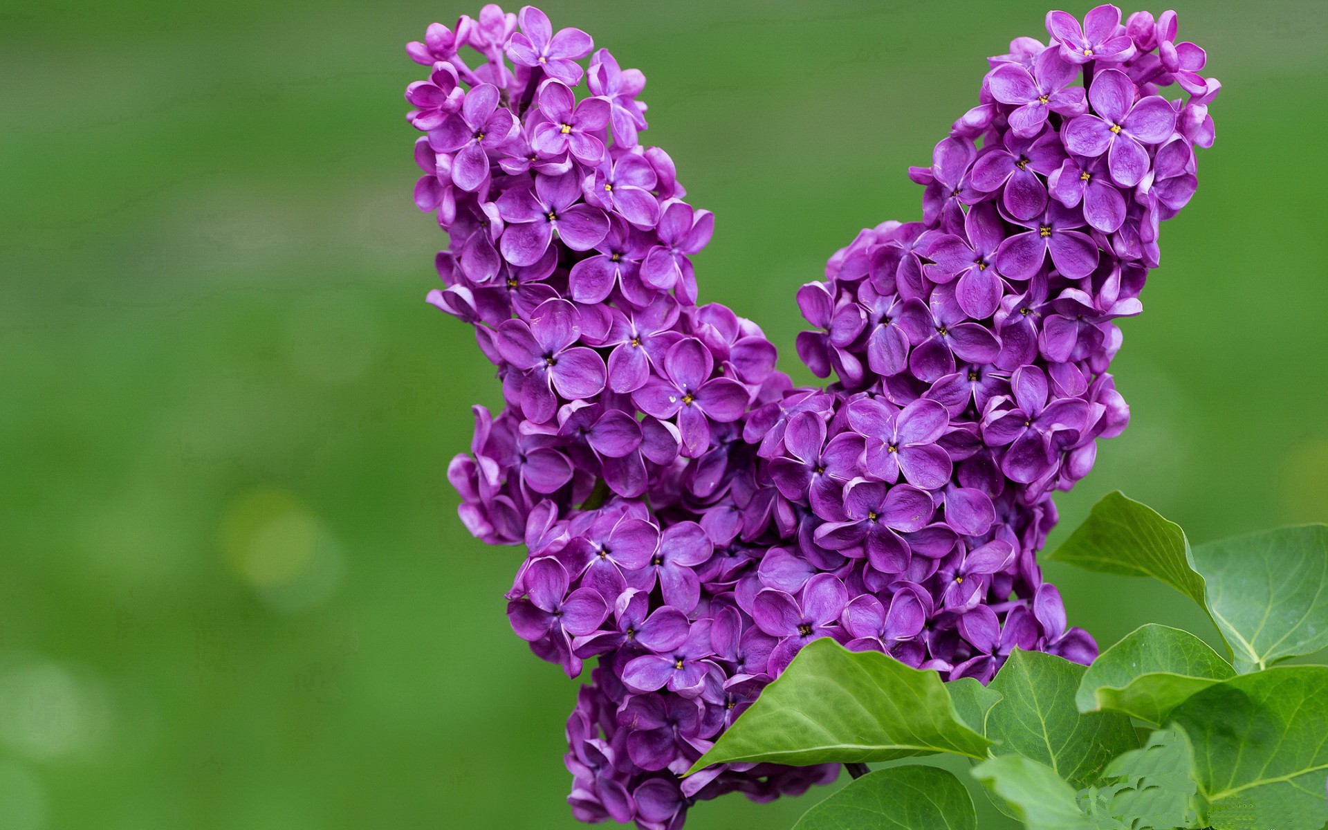 西甲球迷文化多元,观赛体验丰富,西甲用球2020