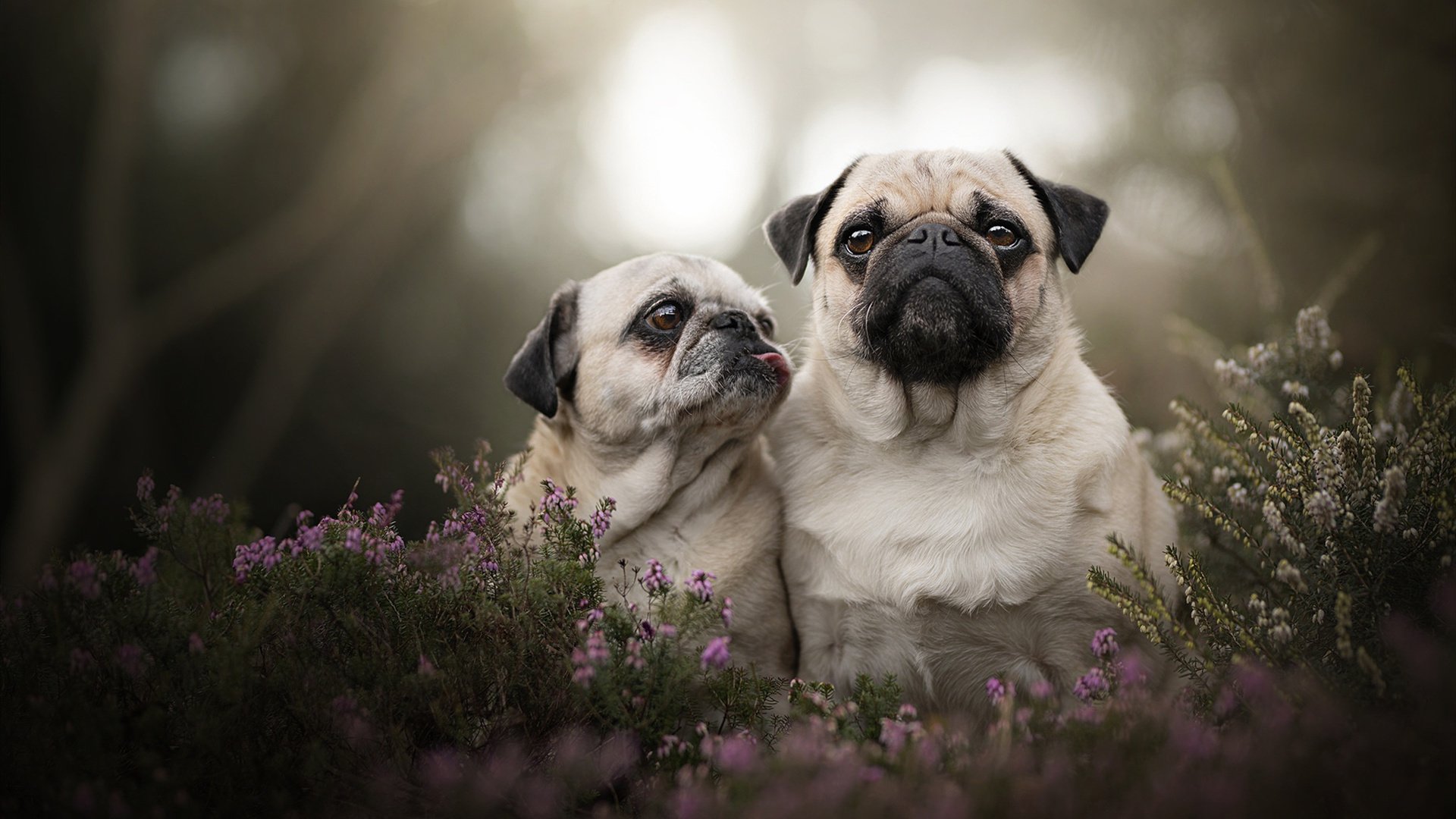 开云下载-塞尔维亚队虽有激情但不敌意大利：战绩止步四强，塞尔维亚vs意大利热身赛