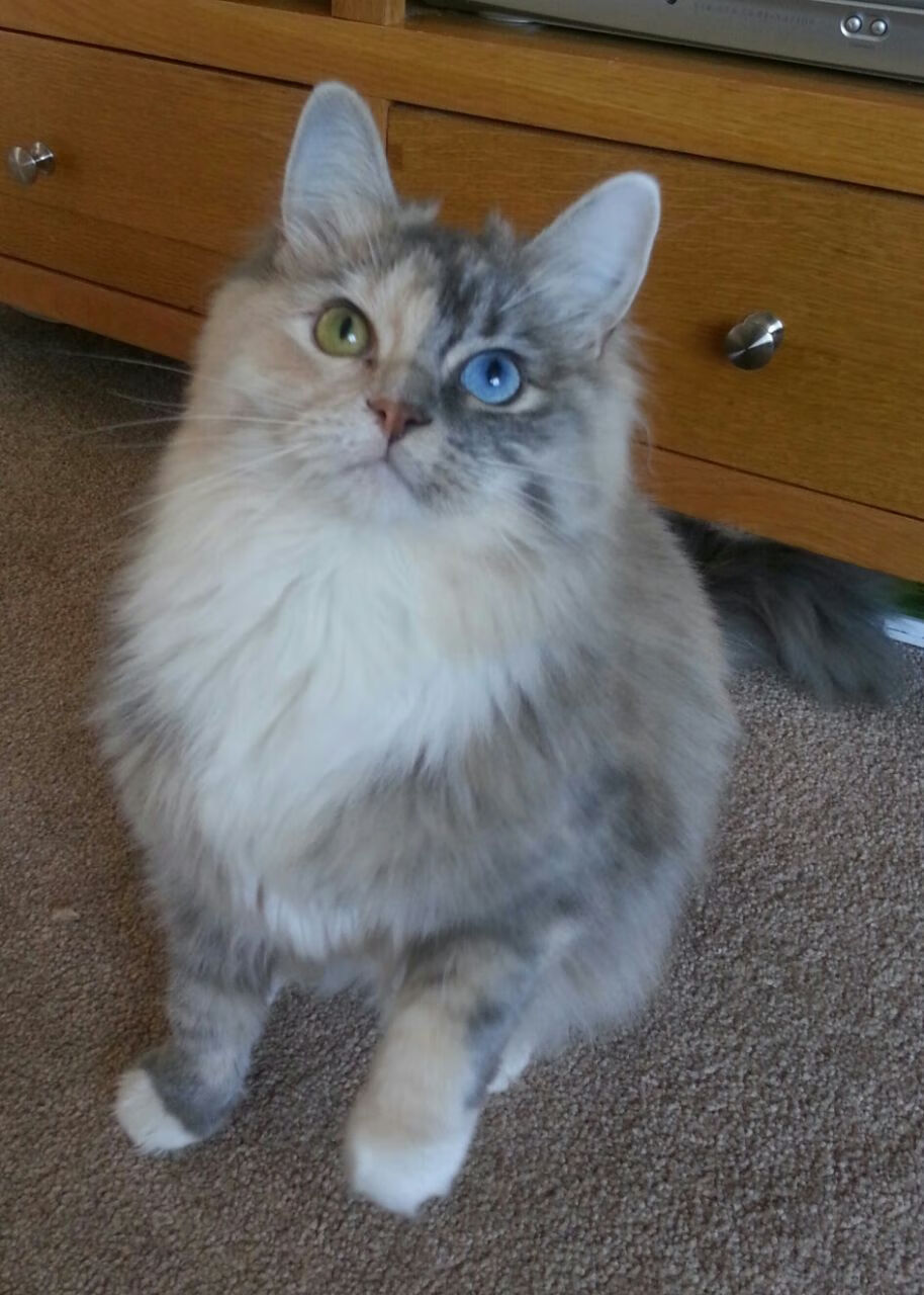 开云体育APP下载-意大利在蒙彼利耶与瑞士队对抗，争取胜利，意大利队完胜瑞士队提前小组出线