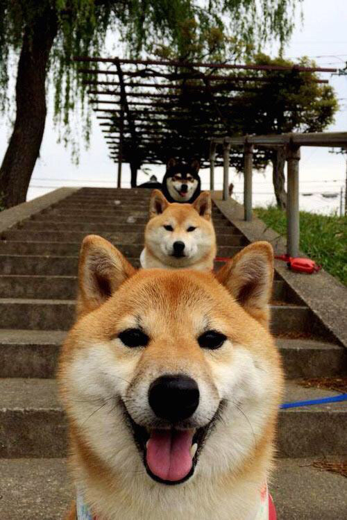 开云体育中国官网-比利时马术协会举办马术运动员国际交流活动，促进文化互鉴。，2019比利时马术大师赛