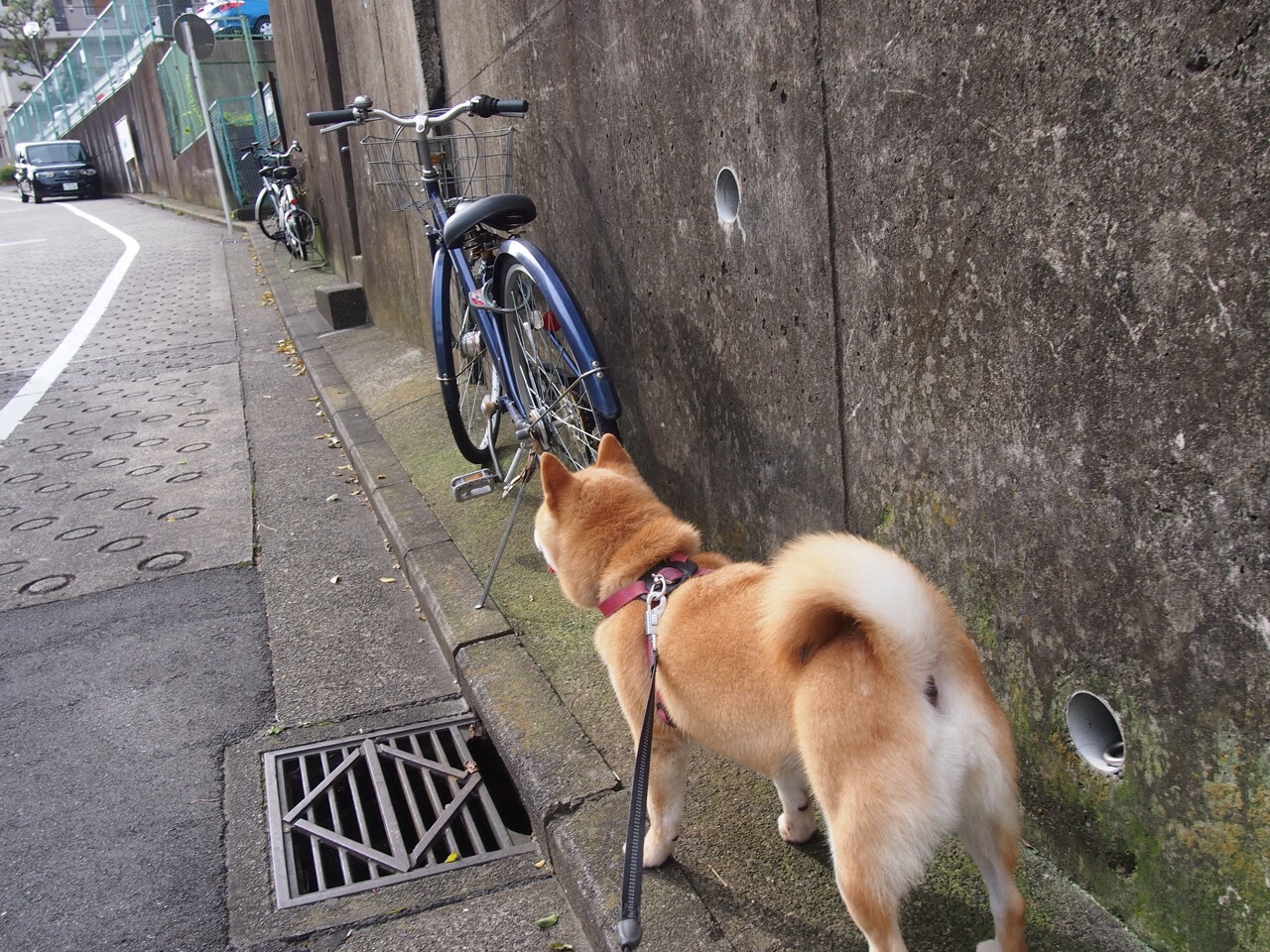 开云网站-篮球专项体能训练周期规划与执行，篮球项目体能训练计划