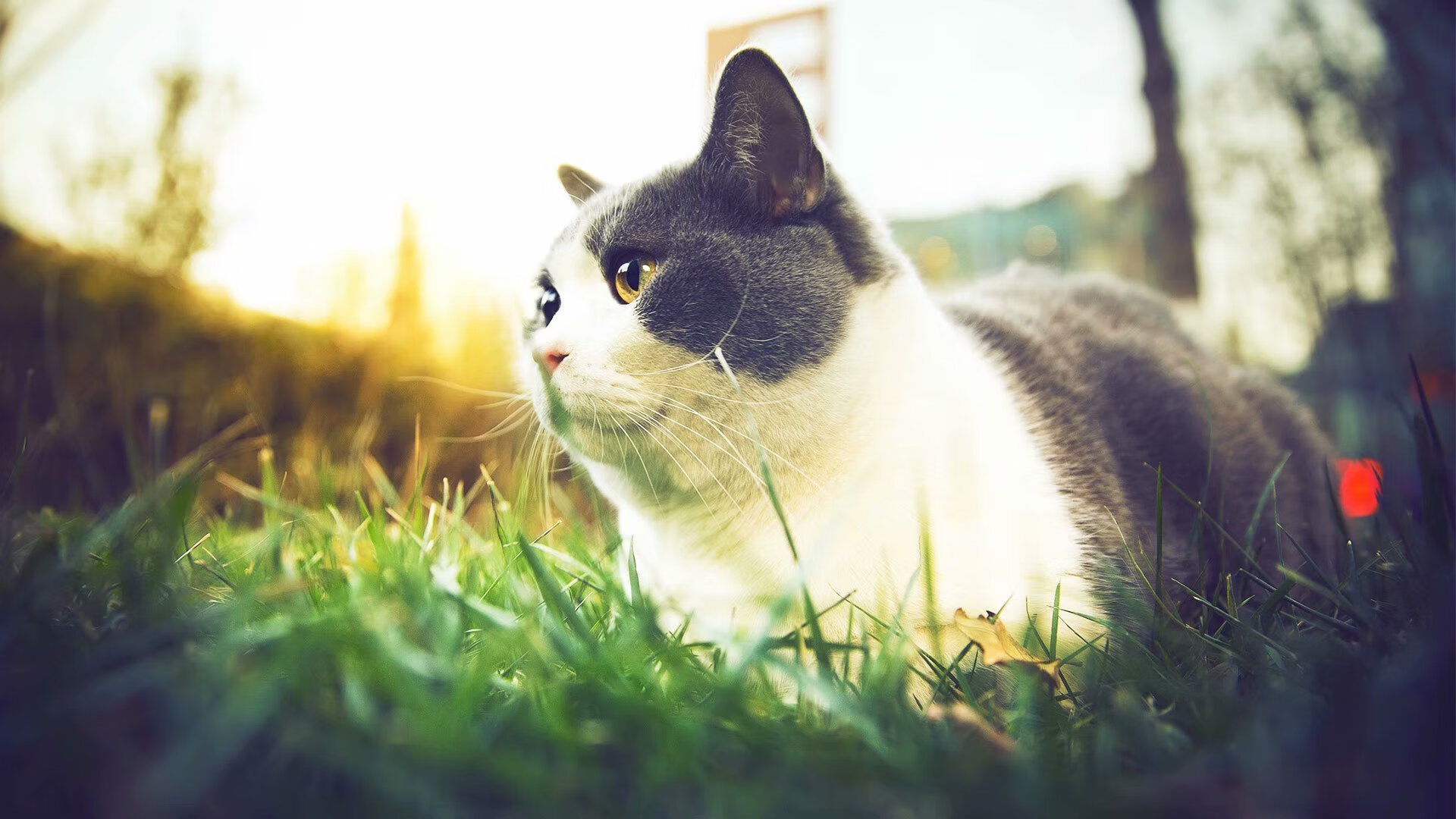 国际足球青训联盟加快推动全球青少年足球标准化体系建设,国家青少年足球训练基地