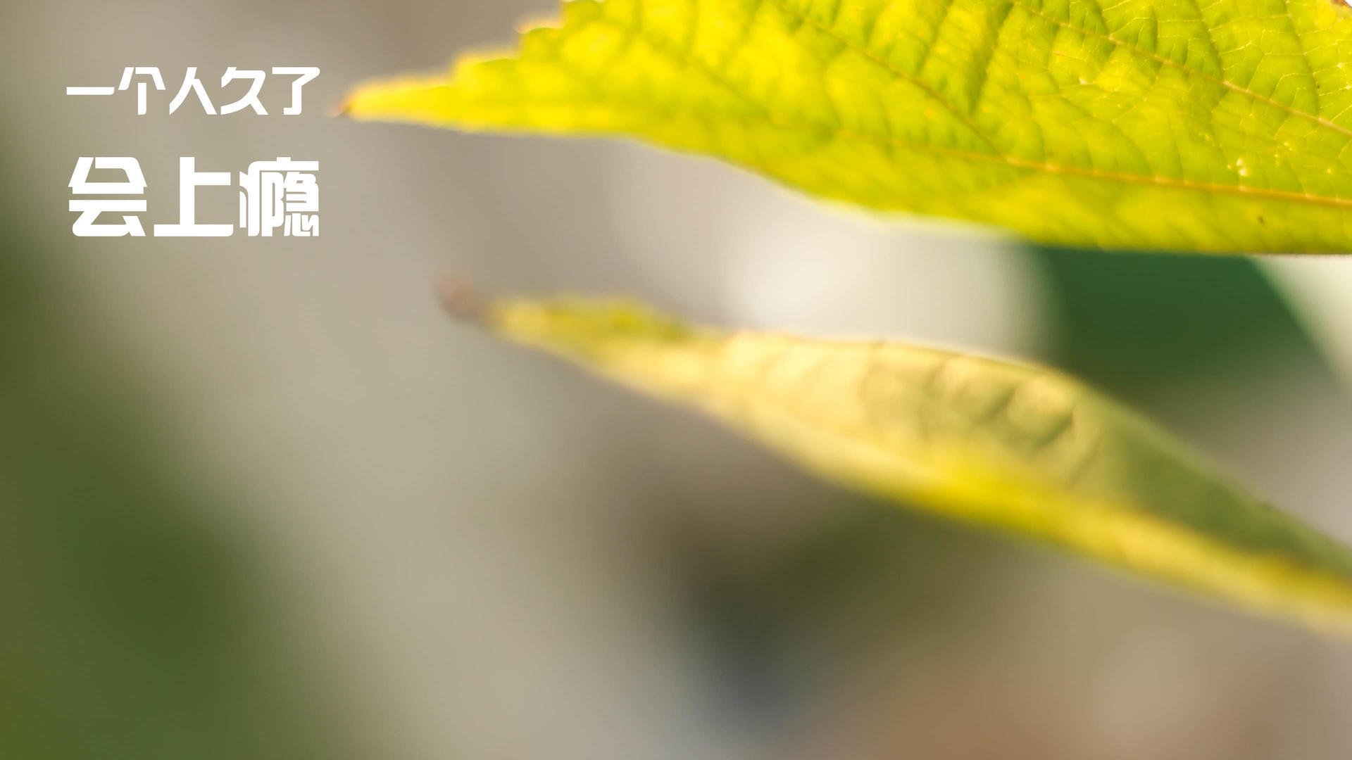 开云官网APP下载-多平台推行足球文化微电影，弘扬体育精神，足球专题片